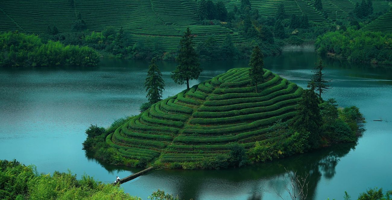 Huas-tea-garden-dalai Huas-tea-garden-dalai