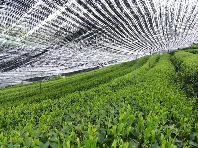organic-matcha-tea-garden-shading organic-matcha-tea-garden-shading